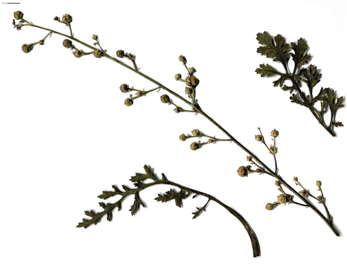Scrophularia canina subsp. hoppii (Scrophulariaceae)